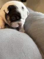 Lila , a female French Bulldog for sale in Cincinnati, OH – 6 of 7