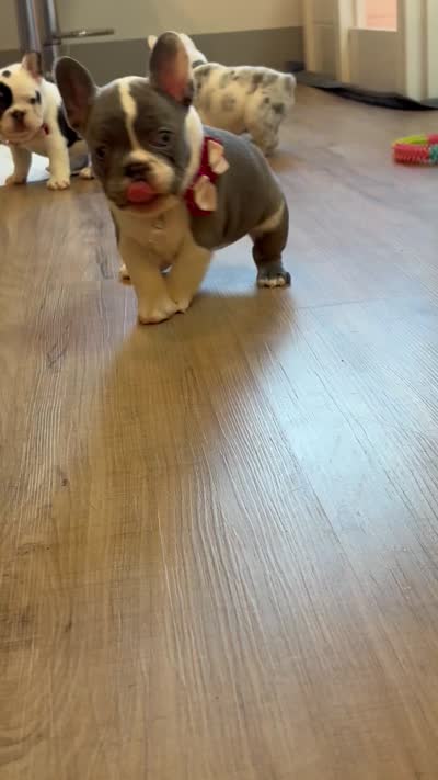Remi, a female French Bulldog for sale in Cincinnati, OH – 5 of 6