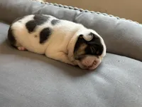 Lila , a female French Bulldog for sale in Cincinnati, OH – 7 of 7