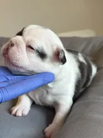 Lila , a female French Bulldog for sale in Cincinnati, OH – 3 of 7