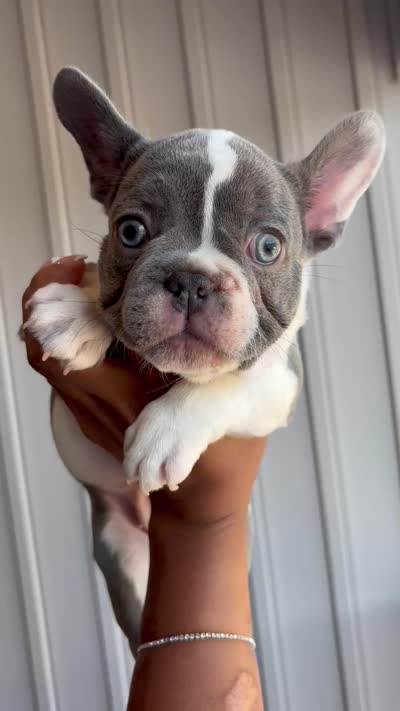 Nola, a female French Bulldog for sale in Cincinnati, OH – 6 of 10