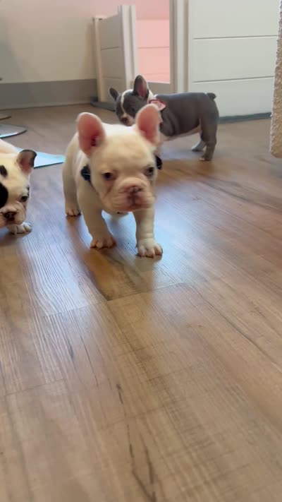 Nola , a female French Bulldog for sale in Cincinnati, OH – 9 of 9