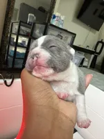 Nola, a female French Bulldog for sale in Cincinnati, OH – 2 of 6