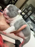 Nola, a female French Bulldog for sale in Cincinnati, OH – 3 of 6