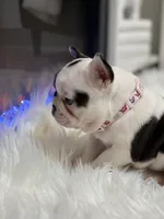 Nola , a female French Bulldog for sale in Cincinnati, OH – 4 of 9