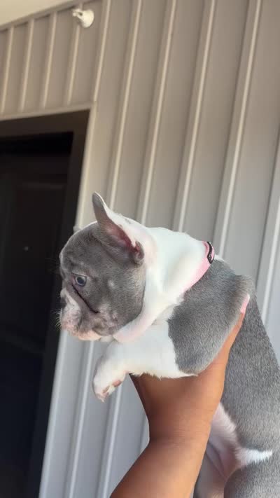 Nola, a female French Bulldog for sale in Cincinnati, OH – 10 of 10