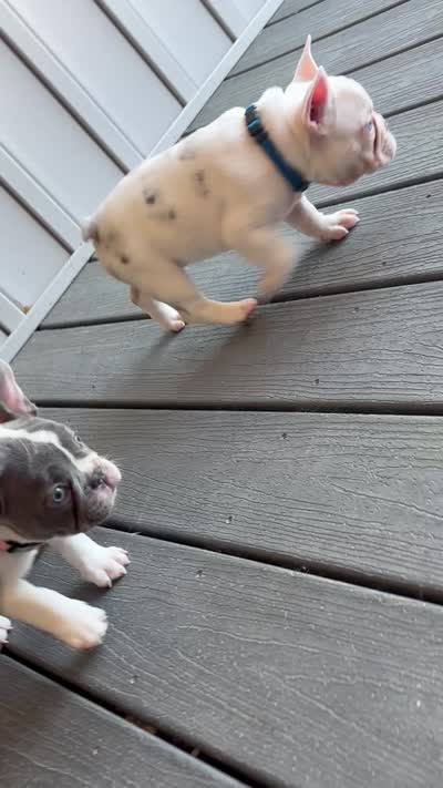 Nola, a female French Bulldog for sale in Cincinnati, OH – 9 of 10