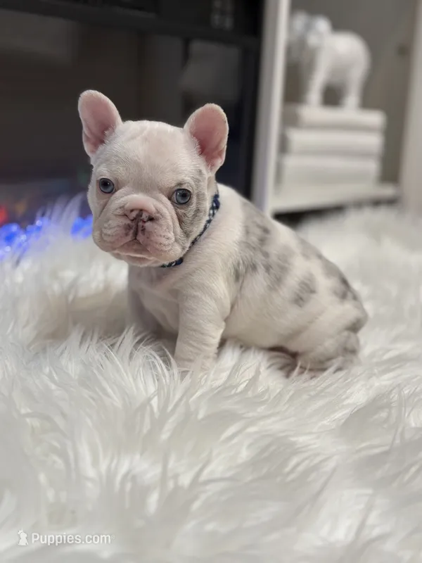Rylo  – French Bulldog puppy for sale in Cincinnati, OH