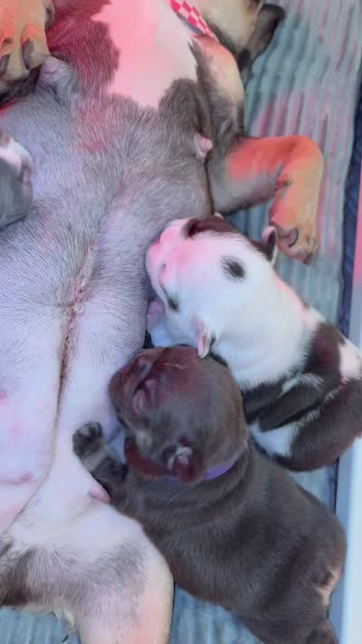 Nola, a female French Bulldog for sale in Cincinnati, OH – 6 of 6