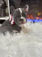 Remi, a female French Bulldog for sale in Cincinnati, OH – 3 of 6