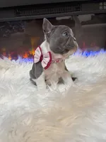 Remi, a female French Bulldog for sale in Cincinnati, OH – 2 of 6