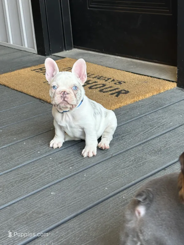 Rylo  – French Bulldog puppy for sale in Cincinnati, OH