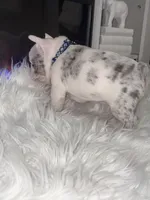 Rylo , a male French Bulldog for sale in Cincinnati, OH – 3 of 9