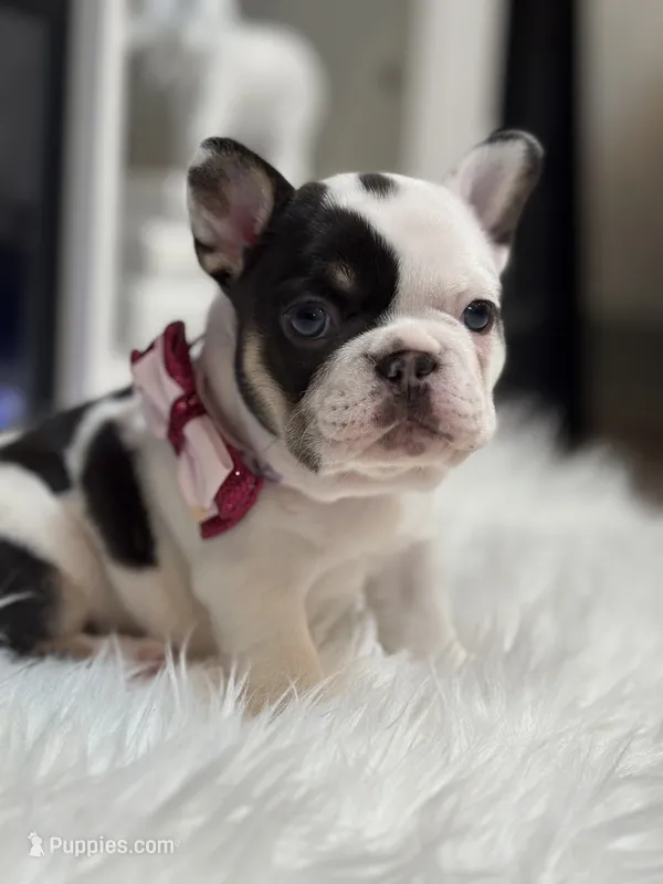 Lila  – French Bulldog puppy for sale in Cincinnati, OH