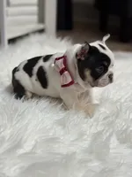 Nola , a female French Bulldog for sale in Cincinnati, OH – 2 of 9