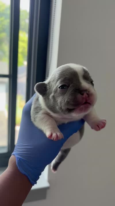 Nola, a female French Bulldog for sale in Cincinnati, OH – 5 of 6