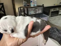 Lila , a female French Bulldog for sale in Cincinnati, OH – 4 of 7