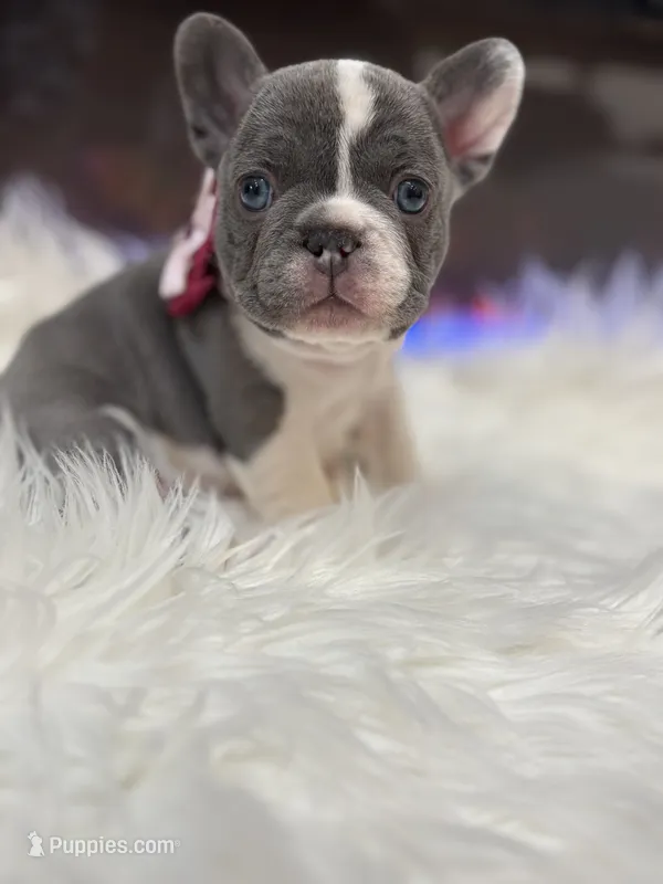 Nola – French Bulldog puppy for sale in Cincinnati, OH