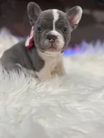 Remi, a female French Bulldog for sale in Cincinnati, OH – 1 of 6