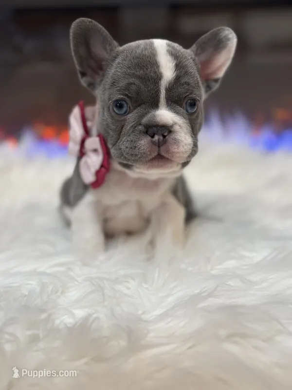 Nola – French Bulldog puppy for sale in Cincinnati, OH