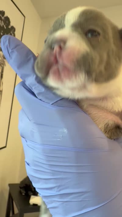 Nola, a female French Bulldog for sale in Cincinnati, OH – 4 of 6