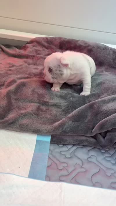 Rylo , a male French Bulldog for sale in Cincinnati, OH – 7 of 7