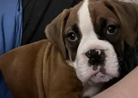 CoCo, a female Boxer for sale in Fort Mccoy, FL – Photo 1 of 7