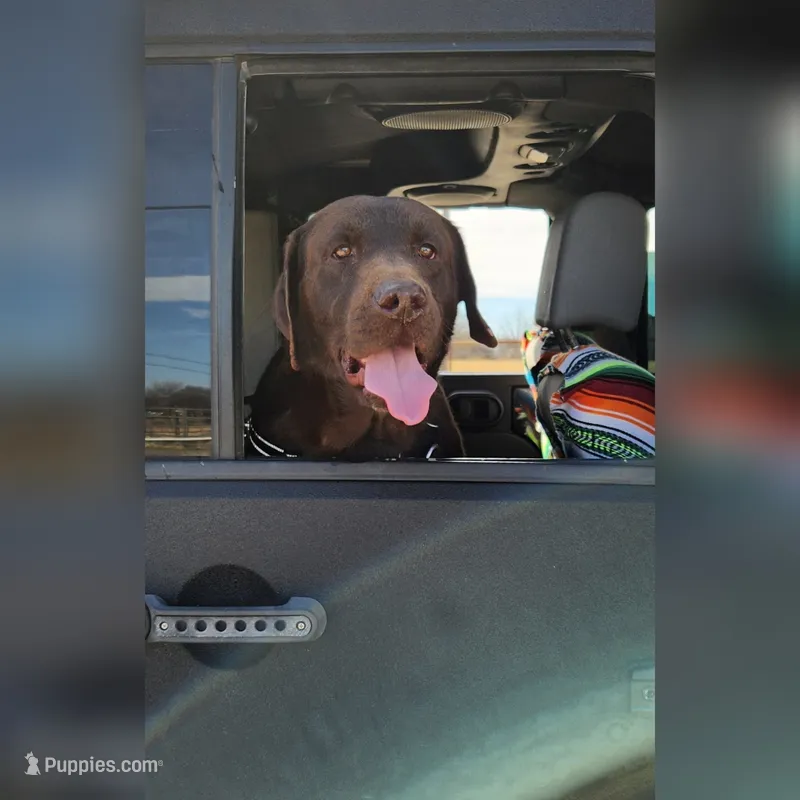 FULL AKC ENGLISH WYATT – Labrador Retriever puppy for sale in Bowie, TX