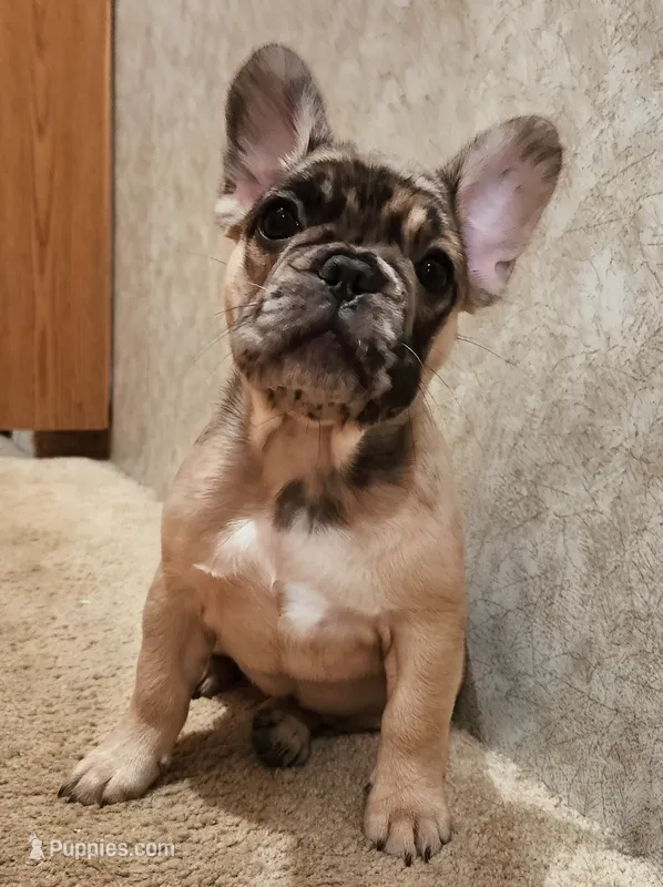FULL AKC Juliette  – French Bulldog puppy for sale in Rogersville, TN