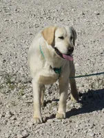 FULL AKC ENGLISH LUMEN, a female Labrador Retriever for sale in Bowie, TX – 2 of 7