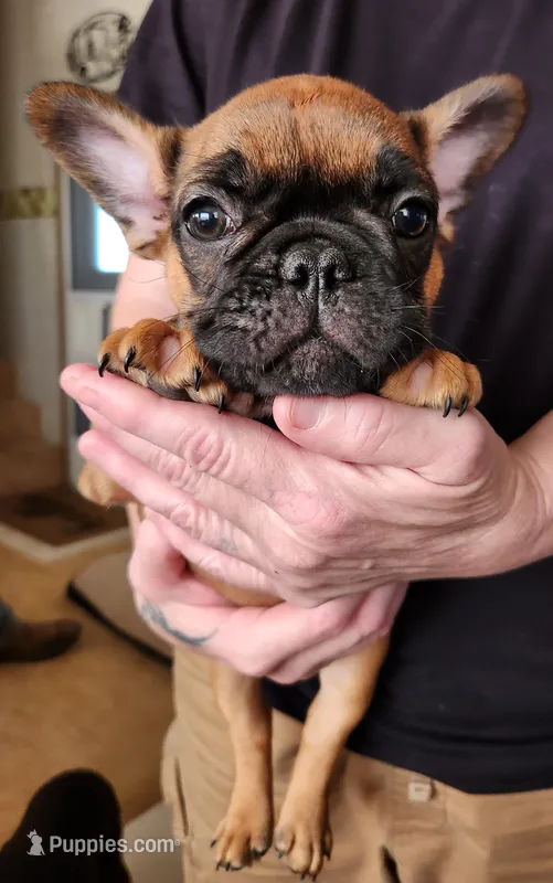 FULL AKC Red – French Bulldog puppy for sale in Rogersville, TN