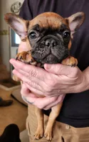 FULL AKC Red, a male French Bulldog for sale in Rogersville, TN – 1 of 3