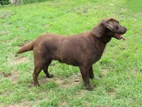 FULL AKC ENGLISH WYATT, a male Labrador Retriever for sale in Bowie, TX – 3 of 9