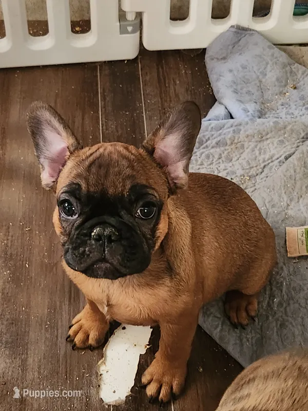 FULL AKC Red – French Bulldog puppy for sale in Rogersville, TN