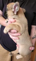 FULL AKC Tom, a male French Bulldog for sale in Rogersville, TN – 2 of 2