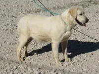 FULL AKC ENGLISH LUMEN, a female Labrador Retriever for sale in Bowie, TX – 3 of 7