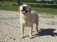 FULL AKC ENGLISH LUMEN, a female Labrador Retriever for sale in Bowie, TX – 7 of 7