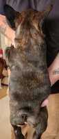 FULL AKC Pierre, a male French Bulldog for sale in Rogersville, TN – 4 of 4