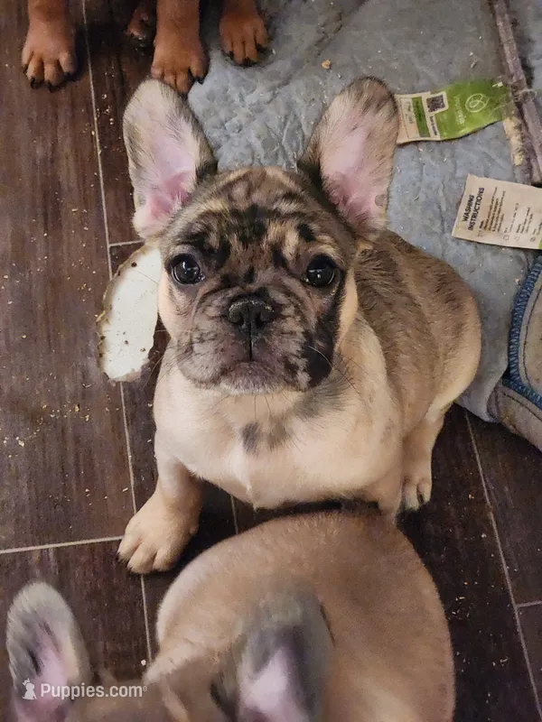 FULL AKC Juliette  – French Bulldog puppy for sale in Rogersville, TN