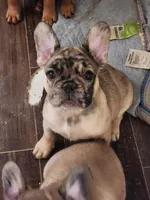 FULL AKC Juliette , a female French Bulldog for sale in Rogersville, TN – 1 of 1