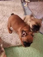 FULL AKC Red, a male French Bulldog for sale in Rogersville, TN – 3 of 3