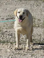 FULL AKC ENGLISH LUMEN, a female Labrador Retriever for sale in Bowie, TX – 4 of 7