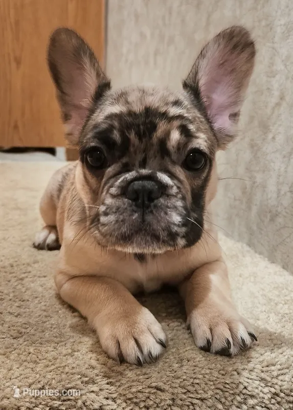 FULL AKC Juliette  – French Bulldog puppy for sale in Rogersville, TN