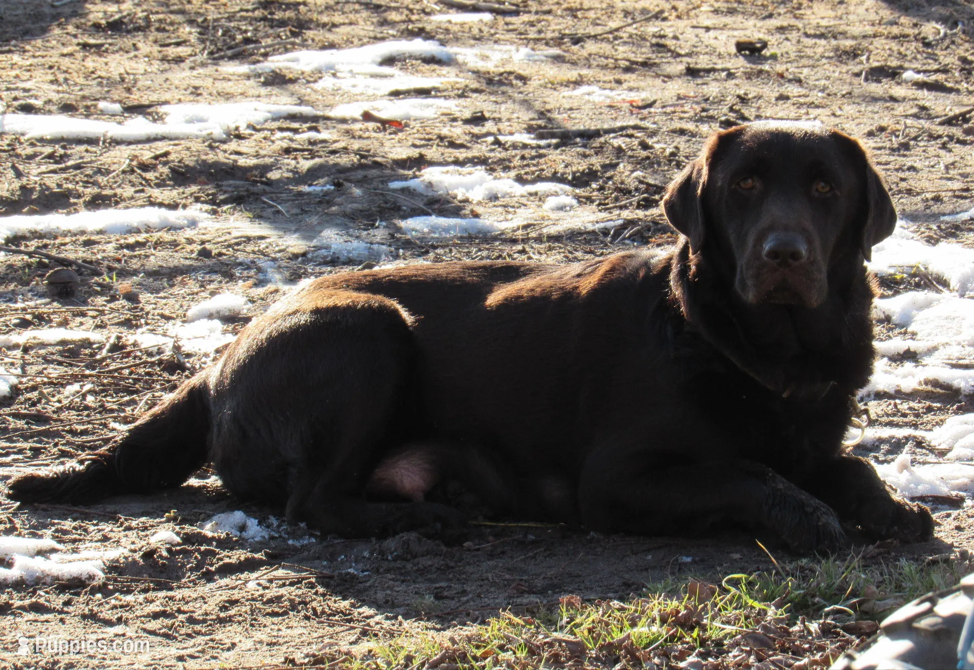 FULL AKC English purple collar, a female Labrador Retriever for sale in Bowie, TX – Photo 8 of 8