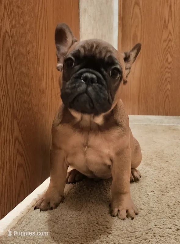 FULL AKC Red – French Bulldog puppy for sale in Rogersville, TN