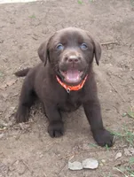 FULL AKC English orange collar, a male Labrador Retriever for sale in Bowie, TX – Photo 4 of 10