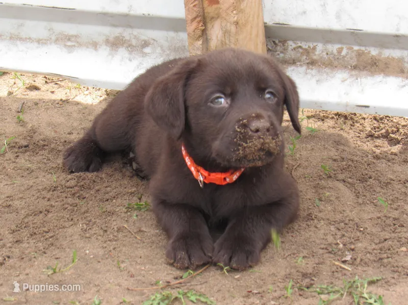 FULL AKC English orange collar, a male Labrador Retriever for sale in Bowie, TX – Photo 1 of 10