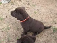 FULL AKC English orange collar, a male Labrador Retriever for sale in Bowie, TX – Photo 6 of 10