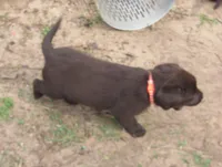 FULL AKC English orange collar, a male Labrador Retriever for sale in Bowie, TX – Photo 7 of 10