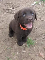 FULL AKC English orange collar, a male Labrador Retriever for sale in Bowie, TX – Photo 3 of 10